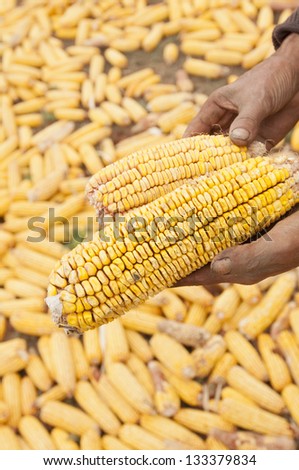 dry yellow corn for food in the winter