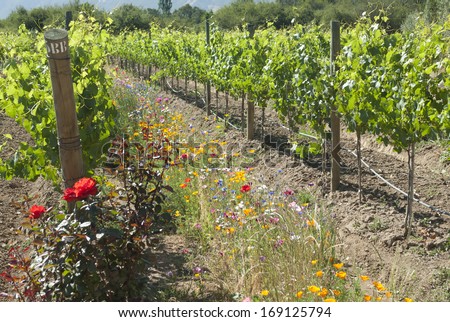 organic wine producing vineyard planted among wildflowers