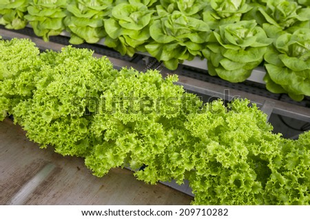 lettuce automated and modern greenhouses