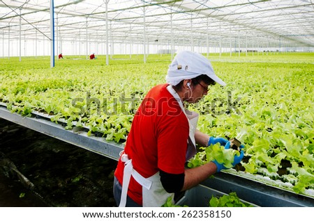 CENTRAL AREA , CHILE- July, 29, 2014: Women working manually industrial plant hydroponic lettuce