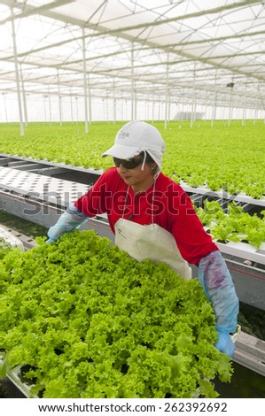 Central Area , CHILE- July 29, 2014.Women working manually industrial plant hydroponic lettuce.