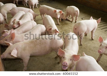 group of pigs