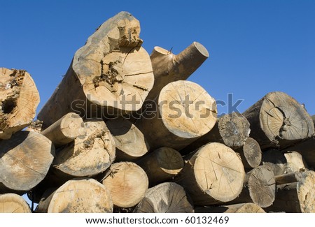 wood logs piled on the ground