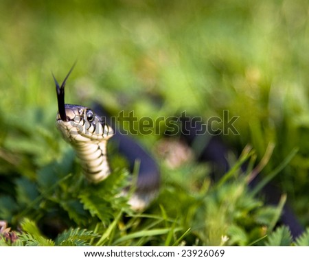 Grass-Snake Hissing In The Grass Stock Photo 23926069 :