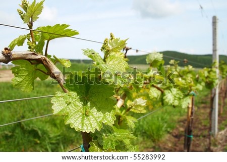 Vineyard land with hills background