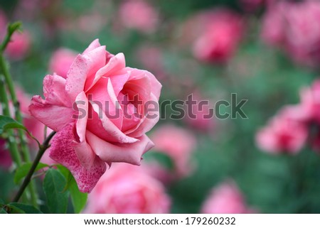 Garden of Roses