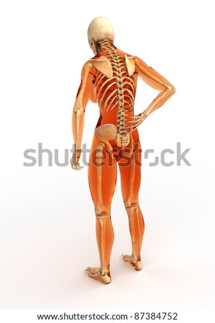 Back Human Body