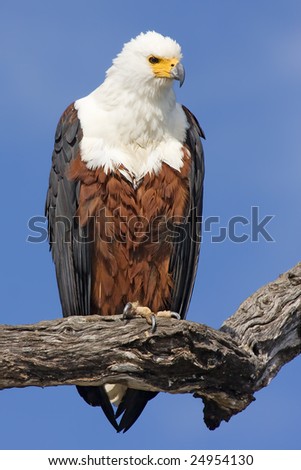 African Fish Eagle Sitting on Branch