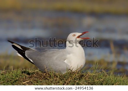 Grey Headed Gull sitting on nest with open beak