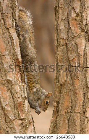 African Tree Squirrel