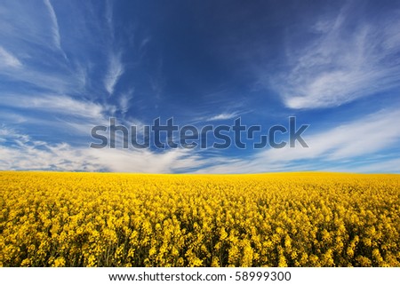 Image of a canola crop on a farm in South Africa