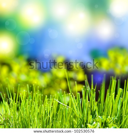 abstract summer background with grass