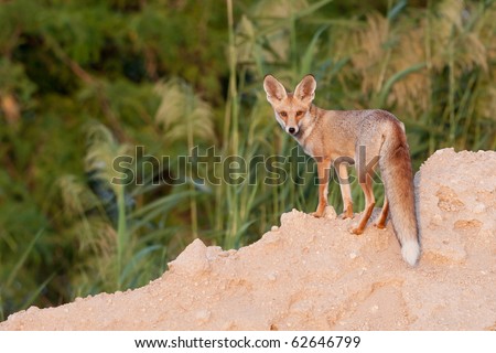 desert fox