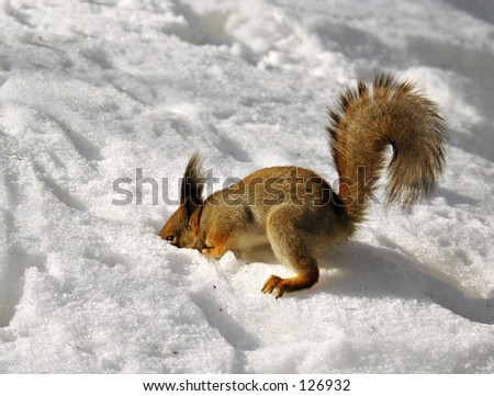 Funny squirrel looking for its favorit nut- Image is NOISY at full size-we suggest using this for smaller projects.