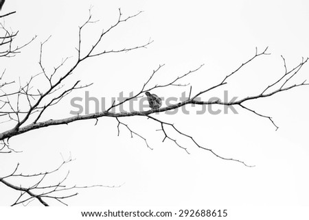 Birds perch on branches. black and white background concept.