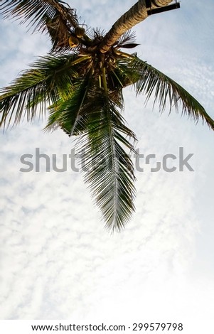 Cozy light winds. Top with coconut trees And Mist