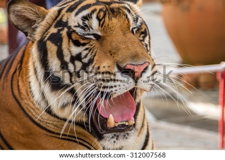 Tiger eyes and yawned. Select focus at the eye of the tiger.