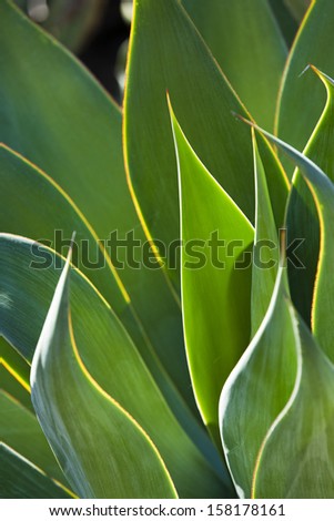 Close-Up of BackLit Century Plant Leaves