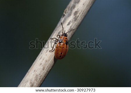Box Elder Bug on Twig over a Green  and Blue Background