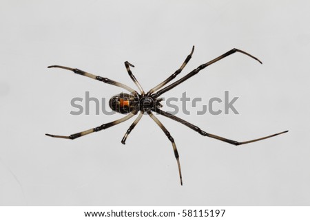 A young black widow hanging from it's web over white.