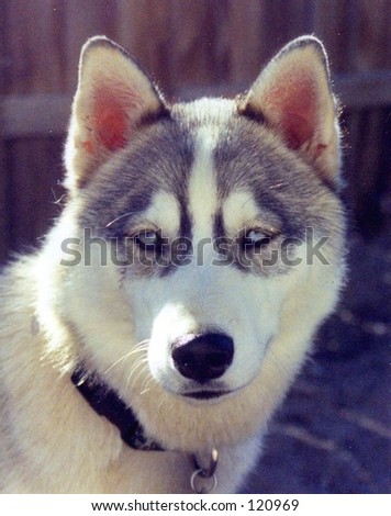 Husky Dog Face