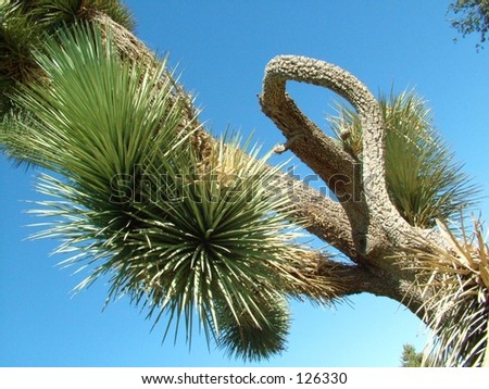 Tree Yucca