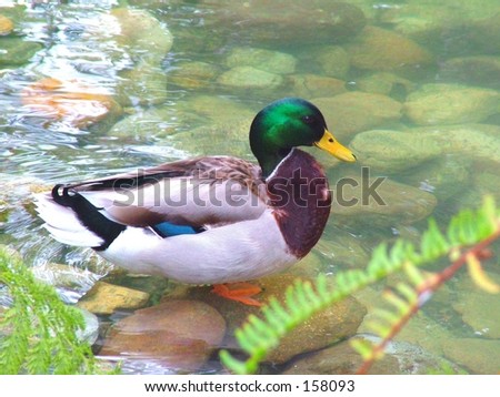 Male mallard duck on clear pond with stones