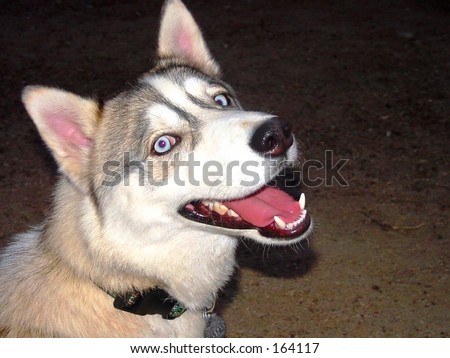 Smiling husky dog in dark
