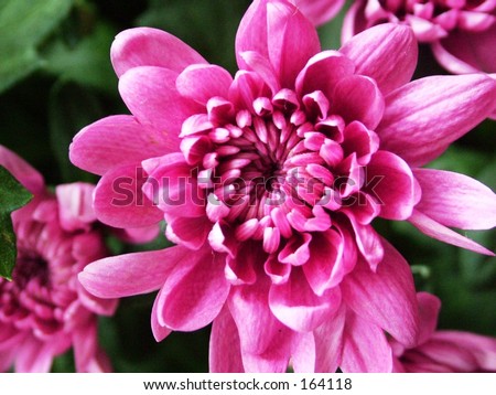 Close up of pink mum flower at park