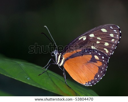 Spotted Tiger Longwing Butterfly
