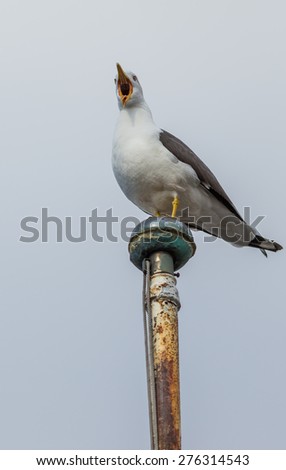 Seagull sitting on mast flag with open beak