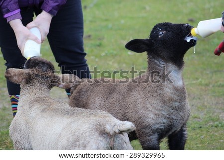 Lambs Bottle Fed