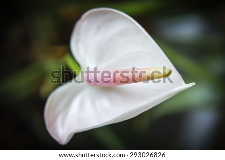 A white Anthurium fower close up with dark green leaves on the background. The picture is basic and clean. The focus is just on the flower standing out against the dark background.