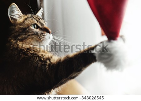 cute adorable sweet cat playing with stylish christmas red hat, winter holidays