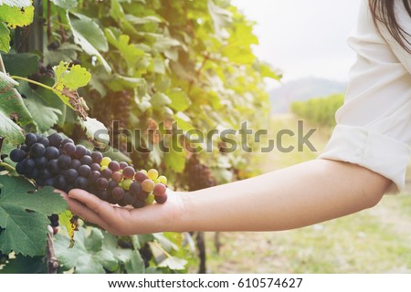Vineyard background - Vineyard worker checking grapes in vineyard. Italy vineyard. Sunny day in vineyards. Grapes in Vineyards. Vineyards in summer. Vineyards landscape.