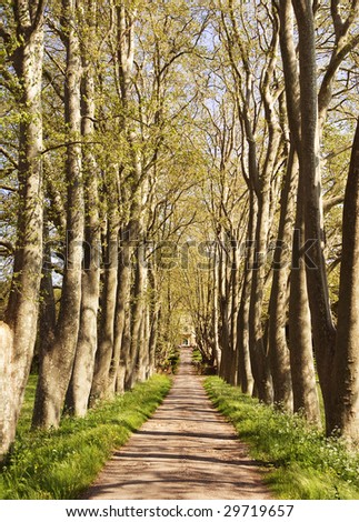 Tree lined entrance to a French Chateau which produces wine in the South of France near Saint Tropez
