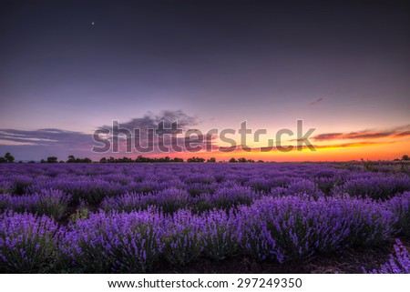 purple sunset in the lavender field