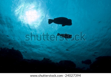 bumphead parrot fish silhouette
