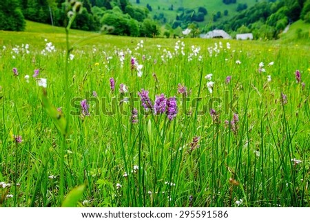 Flower pastry with wild orchids in a nature protection reservation in the Black Forest