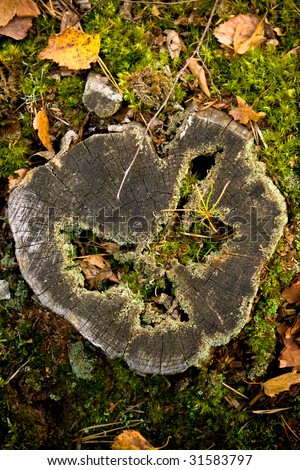 Rotten stump with bird shape
