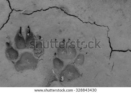 Dog footprints on the ground