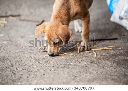Puppy eating food on the floor
