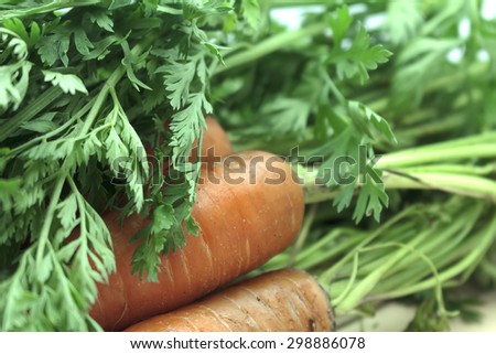 raw fresh organic carrot bunch on wood table for sale at market