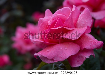 A close up of a pink rose (Star of the Nile) with dew drops on the petals.