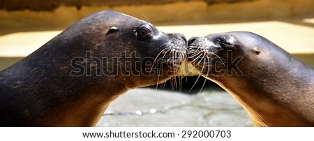 Kiss between sea lions