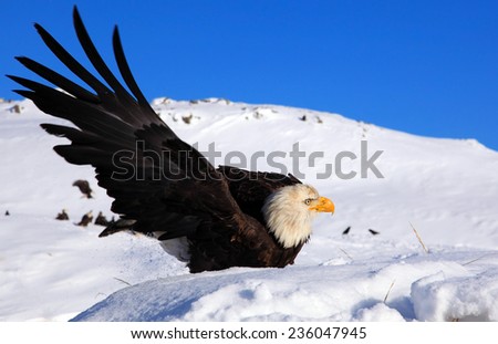Bald eagle extending its wing