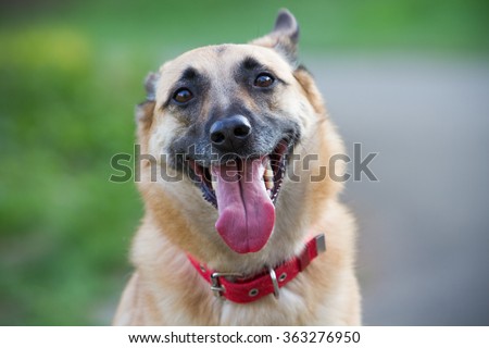 Happy dog ??smiling outdoors. Dog showing tongue, ears purses.