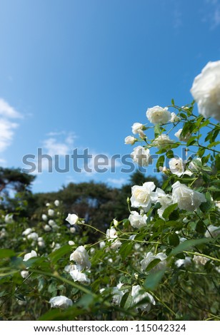 White?Rose and Bule Sky