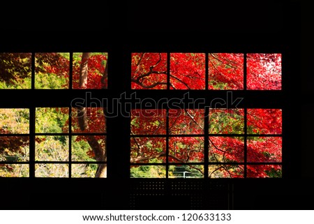 Autumn leaves outside the window
