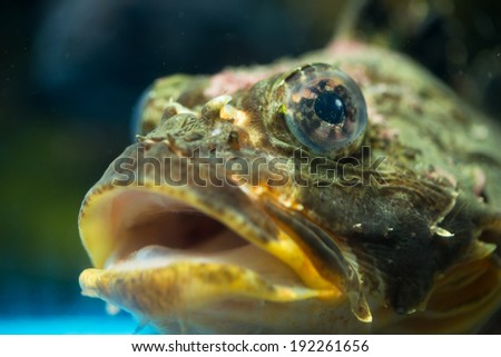 Fish of humorous face